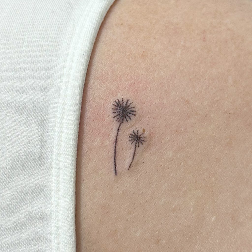 Two Seed Heads Dandelion